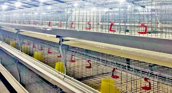 雞養(yǎng)殖場用海信熱泵采暖，成本0.22元/只_格力空氣能客服電話